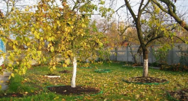 Ovocné stromy jsou sklizeny – je čas zbavit zahradu chorob a škůdců